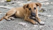 Mumbai Stray Dog Abuse: Canine&rsquo;s Eyeballs Damaged, Neck Twisted After Being Tied to a Vehicle and Dragged to Death