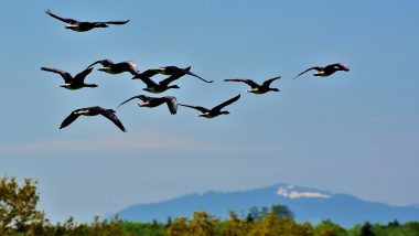 World Migratory Bird Day 2020: Know Date, Theme and Significance of The Day Dedicated to Migratory Birds