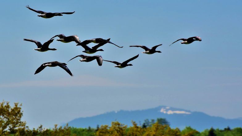 Migratory Birds Drop Dead in New Mexico: From Record Heat Waves to Wildfires, Reasons Why a Huge Number of These Birds Are Dying in a Mysterious Way