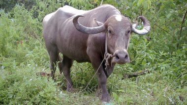 Maharashtra: Man Celebrates Buffalo's Birthday, Case Filed for Violating COVID-19 Norms