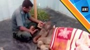 Baby Elephant Rescued By Locals From A Muddy Ditch in Golaghat, Assam