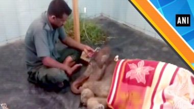 Baby Elephant Rescued By Locals From A Muddy Ditch in Golaghat, Assam