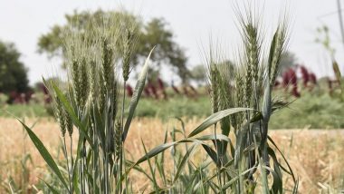 Agri-Commodities Exports Rise 43.4% to Rs 53,626.6 Crore in April-September 2020: Government