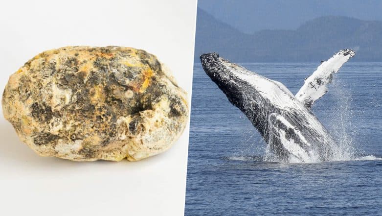 Whale Vomit Worth Rs 1.3 Crore Smuggled in Mumbai! Know About The Rare  Substance &#39;Ambergris&#39; Produced by Sperm Whales | ???? LatestLY