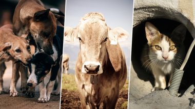 'Animals Are Legal Persons' Punjab and Haryana HC Gives Surprising Judgement Declaring All Citizens as Guardians of Animal Kingdom