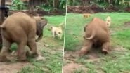 Video of Clumsy Baby Elephant Chasing Dogs Is Your Today&rsquo;s Serving of Utter Cuteness!