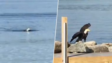 Stunning Video of a Bald Eagle Swimming in New Hampshire Goes Viral Surprising Netizens