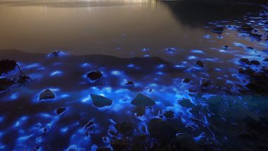Stunning 'Blue Tears' Bloom in China, But Scientists Are Wary About the Bioluminescent Algal (Watch Video)
