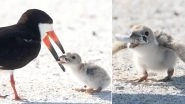 Mother Bird Feeds Her Chick a Discarded Cigarette Butt on Florida Beach, Disheartening Pic Highlights Issues of Littering