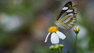 596 New Species of Plant and Animals Discovered in India in the Year 2018