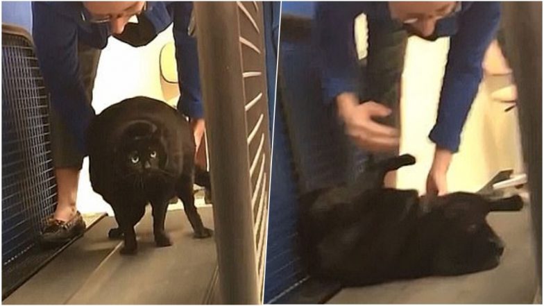 Fat Cat Pretending to be Dead on Treadmill to Avoid Exercising is Our Spirit Animal! Watch Hilarious Viral Video