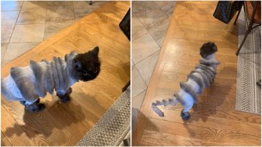 Cat's Bizarre Summer Haircut Cracks up Internet as it Goes Viral (See Pictures)