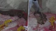 Crocodile in Gujarat Temple! 6-Foot Reptile Strays Into Khodiyar Mata Mandir, Villagers Call it Miracle and Offer Prayers (Watch Video)