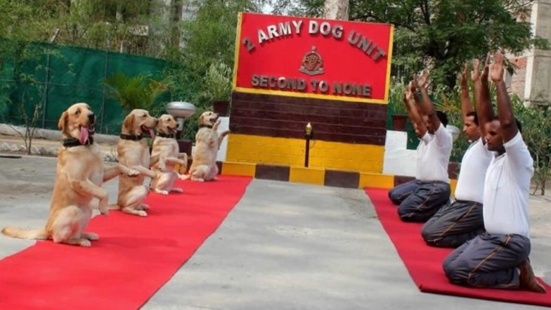 International Yoga Day 2019: Rahul Gandhi Mocks Narendra Modi's 'New India' Slogan, Tweets Pics of Dogs Doing Yoga