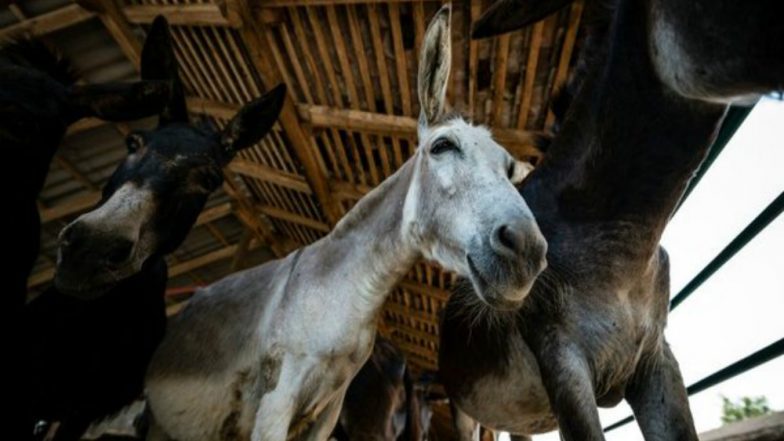 Bizarre! Donkey Arrested on Gambling Charge by Police in Pakistan's Punjab