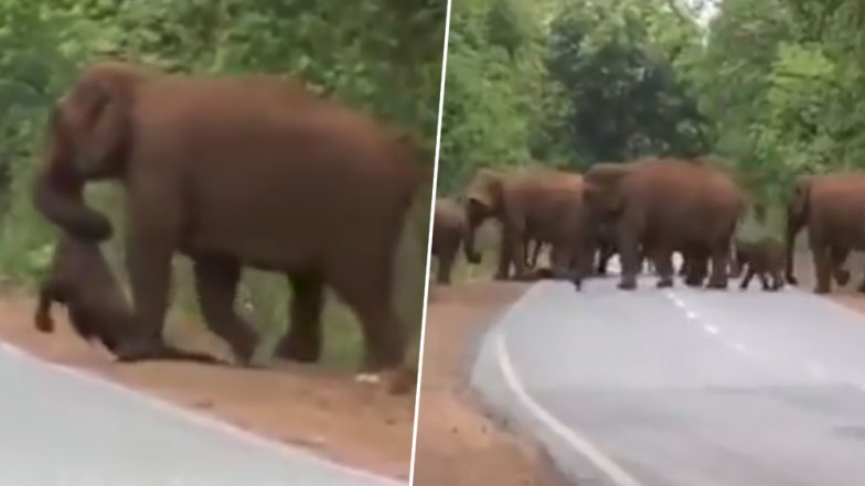 Elephants Carry Dead Body of Calf in Indian Forest, 'Funeral Procession' of Mourning Elephants Go Viral (Watch Video)