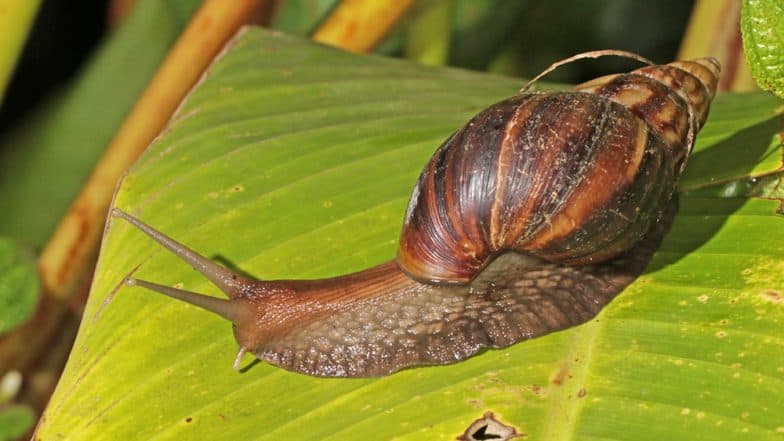 Giant African Snails Invade Kerala and Make It Their Home; Here's Why Locals Aren't Happy Giant African Snails Invade Kerala and Make It Their Home; Here's Why Locals Aren't Happy