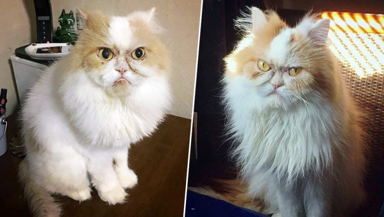 Meet Louis 'the new Grumpy Cat' who has his own natural resting