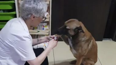 This Video Of A Street Dog Walking Up To A Pharmacy To Get A Treatment For Her Injured Paw Is Pure Gold!