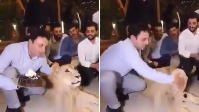 Kurdish Man Smashes Cake on Lion's Face, Apologises After Video Sparks Outrage Online