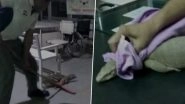 Monitor Lizard in a Haryana Hospital! 3-Foot-Long Reptile Found in Emergency Ward in Fatehabad Govt Hospital