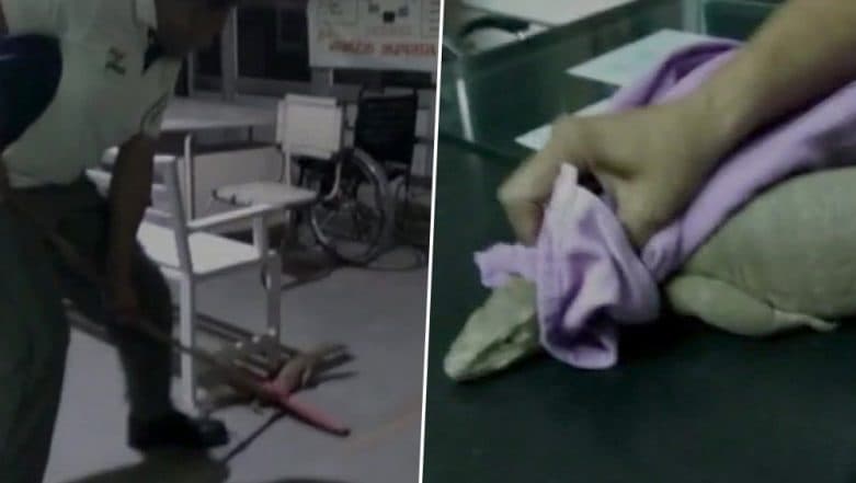 Monitor Lizard in a Haryana Hospital! 3-Foot-Long Reptile Found in Emergency Ward in Fatehabad Govt Hospital Monitor Lizard in a Haryana Hospital! 3-Foot-Long Reptile Found in Emergency Ward in Fatehabad Govt Hospital