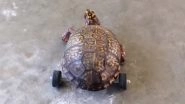 Turtle on Wheels! Box Turtle Gets Legos Wheelchair After Losing Hind Legs (Watch Video)