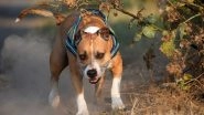 Pitbull Mauls 12-Year-Old Girl, Punjab Court Sentence Dog Owners to 6 Months in Prison and Rs 1000 Fine
