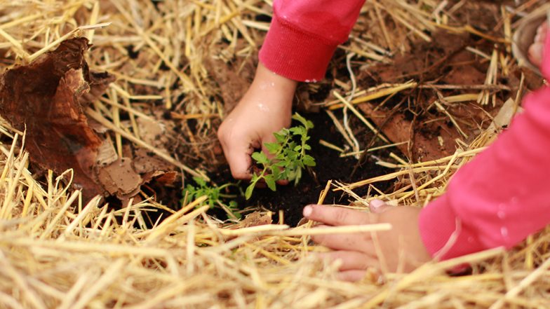 Green India Challenge To Plant 3 Crore Saplings in an Hour on July 24  in Telangana on KT Rama Rao's Birthday