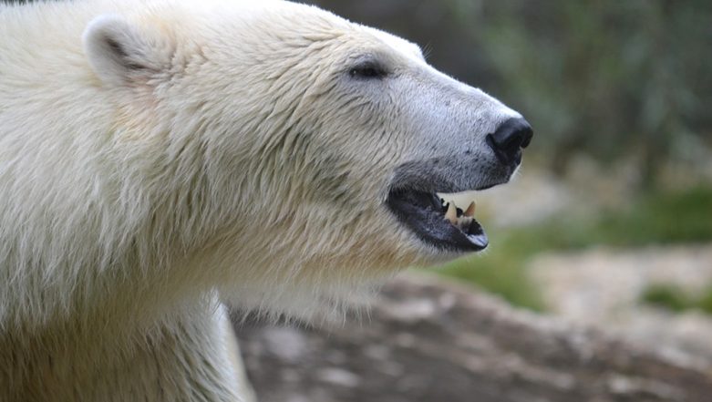 Starving Polar Bear Strays into Norilsk, Russia Hundreds of Kms Away ...