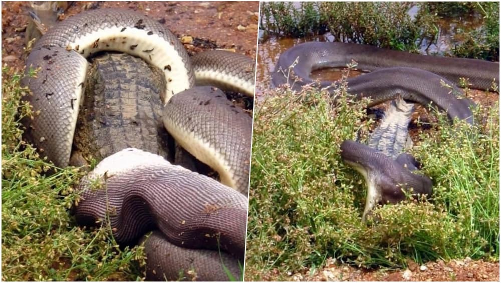 alligator eats snake