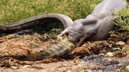 Python Eats a Crocodile! Photographer Captures Incredible Pictures of the Attack in Queensland, Australia (View Pics)