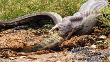 Python Eats a Crocodile! Photographer Captures Incredible Pictures of the Attack in Queensland, Australia (View Pics)