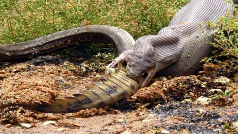 Python Eats a Crocodile! Photographer Captures Incredible Pictures of ...