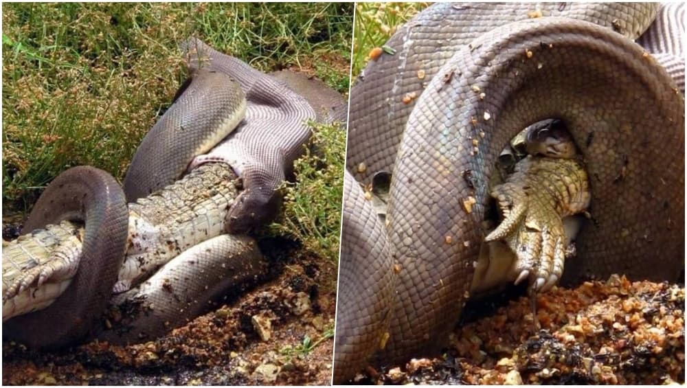 Snake Eats Crocodile