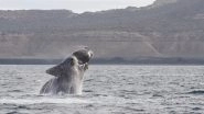 Ever Heard a Whale Sing? Scientists Record 'Song' of Rare North Pacific Right Whale