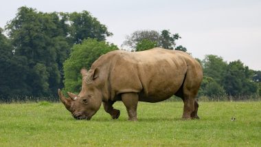 Scientists Create Two White Rhino Embryos With Frozen Sperm to Save the Animal From Extinction