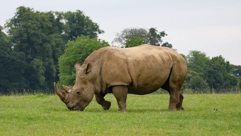 Rhino Poachers Killed After Crashing into a Goat While Fleeing From Park Rangers in Zimbabwe Rhino Poachers Killed After Crashing into a Goat While Fleeing From Park Rangers in Zimbabwe