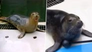 Grey Seals Sing 'Star Wars Theme' and 'Twinkle Twinkle' After Scientists Train Them, Watch Video