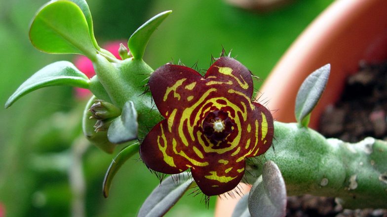 Endangered Plant Species Found First on Shivneri Fort Will be Named 'Shiv Suman'