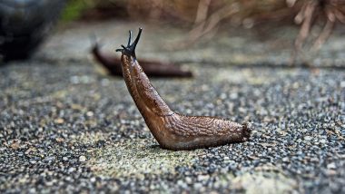 A Tiny Dead Slug Forced 26 Trains of Kyushu Railway to be Cancelled in Japan Affecting Over 12,000 People!