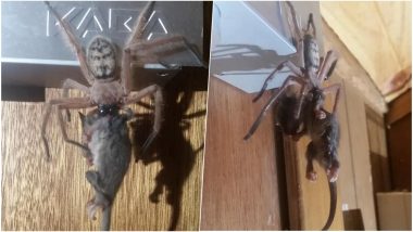 Giant Hairy Spider Eats a Possum! Pic Captured by Aussie Couple in Tasmania Hotel Room Goes Viral