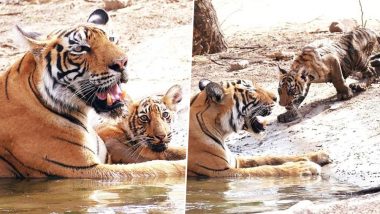 Ranthambore National Park Tigress T-73 Gives Birth to Three Cubs, View Pics