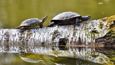'Sacred' Black Softshell Turtles Brought Back from Extinction Thanks to Indian Temple Pond Caretaker