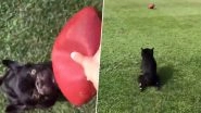 Beautiful Video of Dog Chasing a Ball Unaware of Its Paralysis Wins the Internet's Hearts