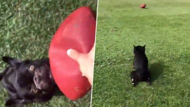 Beautiful Video of Dog Chasing a Ball Unaware of Its Paralysis Wins the Internet's Hearts