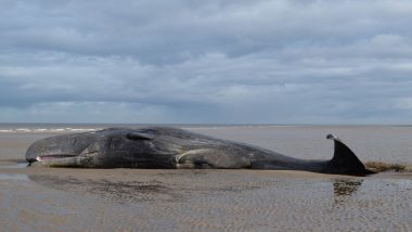 Sperm Whale That Releases Red Ink Made of Faeces Washes Up on UK Beach (Watch Video)