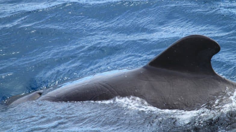 North Atlantic Right Whales Found Dead in Canadian Waters This Month North Atlantic Right Whales Found Dead in Canadian Waters This Month