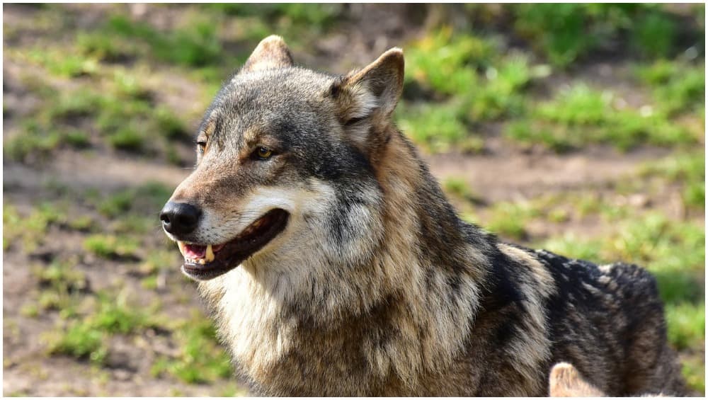 Wolf Attacks and Steals a Pet Kangaroo On Christmas Day in Belgium Wolf Attacks and Steals a Pet Kangaroo On Christmas Day in Belgium