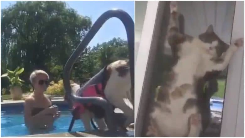 Pet Cat's Reaction on Woman Teaching Her Dog to Swim Has Left the Internet in Splits! (Watch Funny Video) Pet Cat's Reaction on Woman Teaching Her Dog to Swim Has Left the Internet in Splits! (Watch Funny Video)